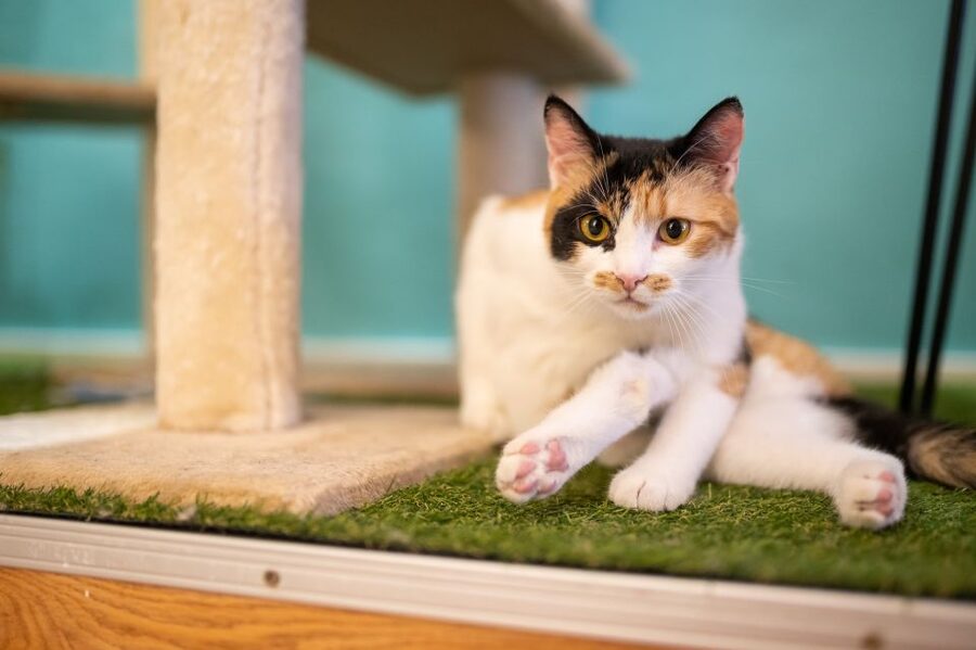 Budapest: Cat Museum Budapest Entry Ticket - Key things to know before you go