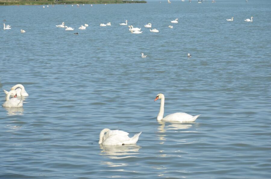 Budapest: Lake Balaton and Herend Full-Day Private Tour - FAQ