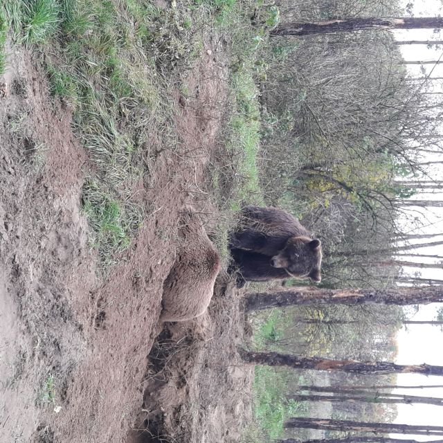Budapest: Transport & Guided Tour of Bear and Wolf Sanctuary - Practical tips for a smoother visit