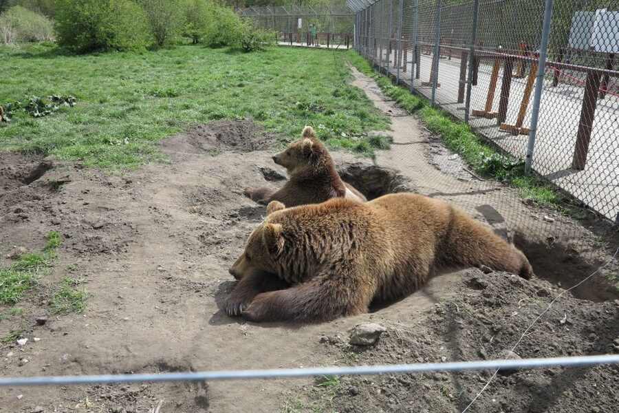 Budapest: Transport & Guided Tour of Bear and Wolf Sanctuary - Two hours among bears, wolves, and other animals