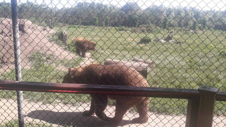 Budapest: Transport & Guided Tour of Bear and Wolf Sanctuary - A guided start, then time to look around