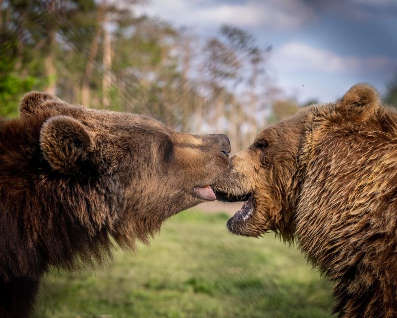 Budapest: Transport & Guided Tour of Bear and Wolf Sanctuary - What the drive adds to the morning