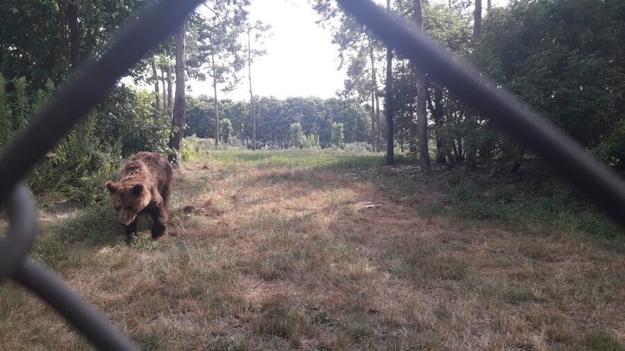 Budapest: Transport & Guided Tour of Bear and Wolf Sanctuary - Who will enjoy this tour most?