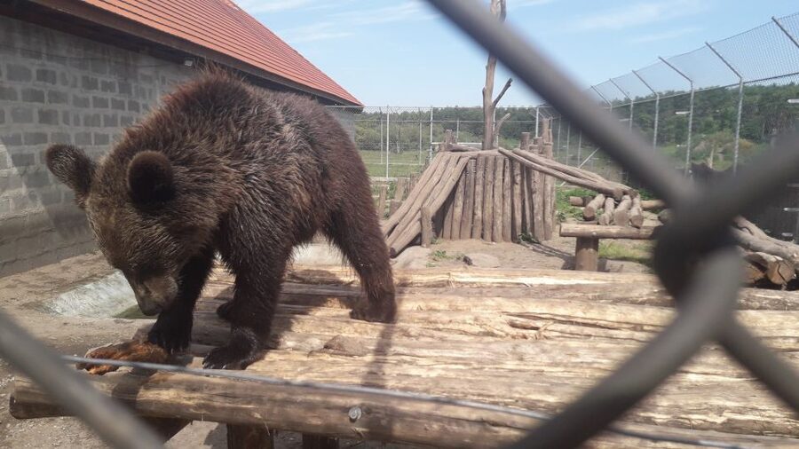 Budapest: Transport & Guided Tour of Bear and Wolf Sanctuary - Reaching Veresegyház and the sanctuary