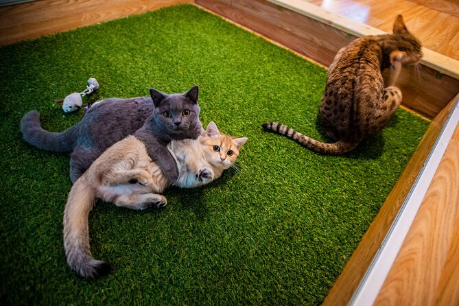 Cat Museum Budapest Entry Ticket - Key things to know before visiting