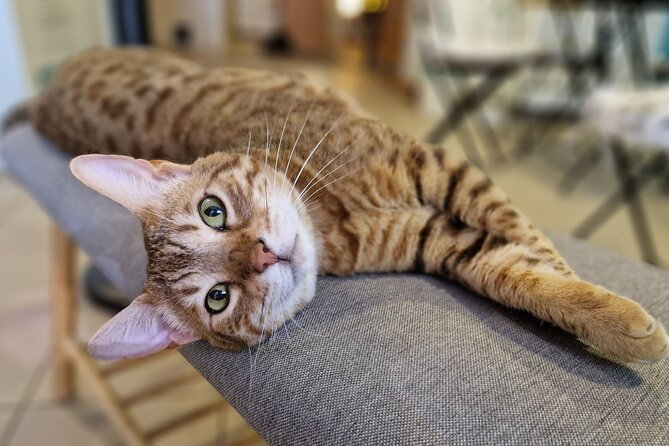 Cat Museum Budapest Entry Ticket - How long to stay and when to book