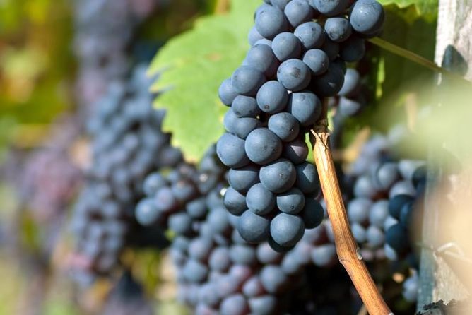Countryside Half-day Gastro-Wine Tour from Budapest Meal & pickup - Homemade lunch or dinner at the wine estate