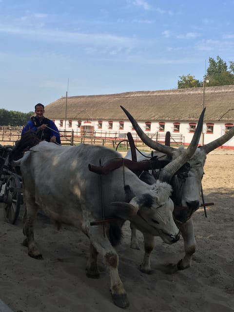 Countryside ranch, horse show & lunch - Key points to know before booking