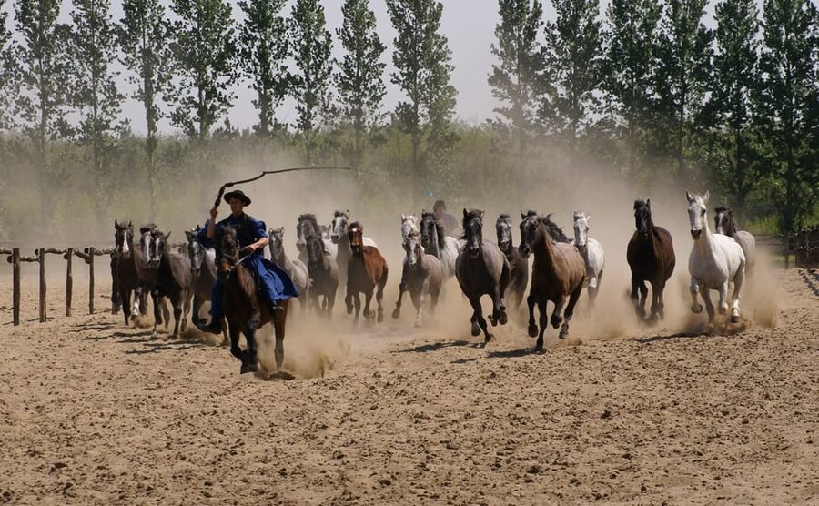 Countryside ranch, horse show & lunch - Should you book the horse ranch tour?