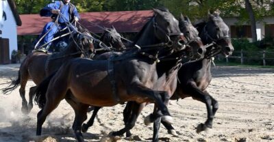 Countryside ranch, horse show & lunch