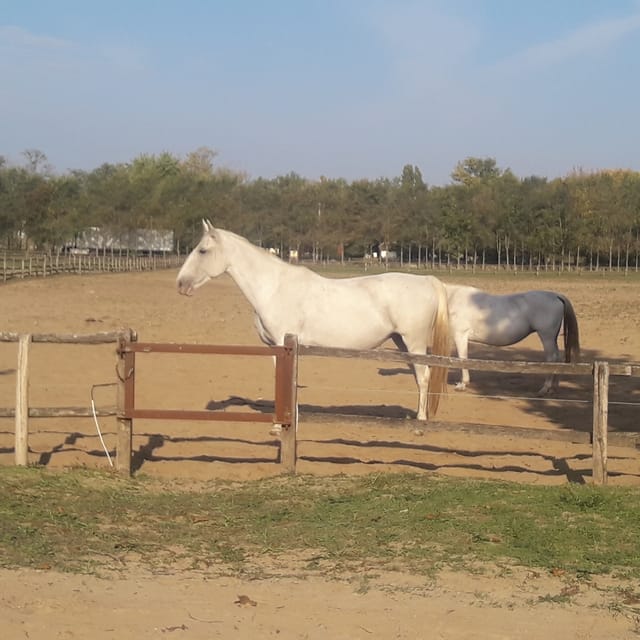 Countryside ranch, horse show & lunch - Goulash, strudel, and a taste of palinka