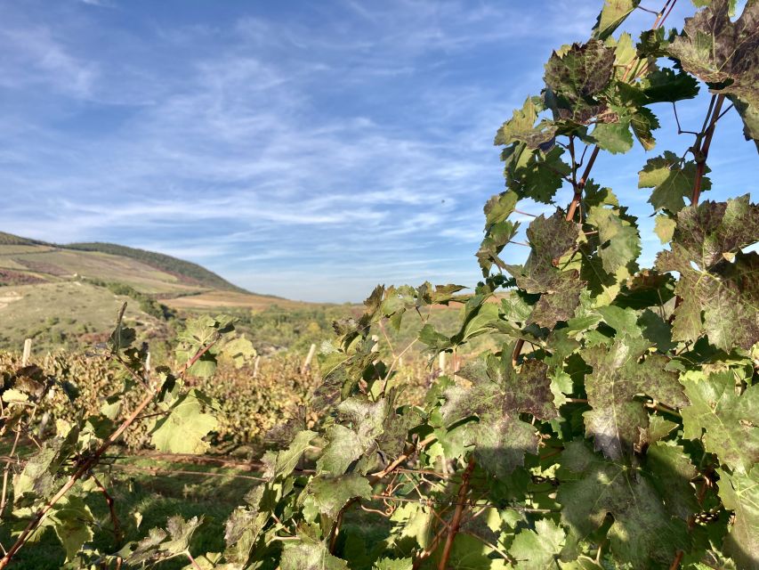 Eger: Countryside, Culture, and Wine Private Tour - Pace, guide quality, and the private format