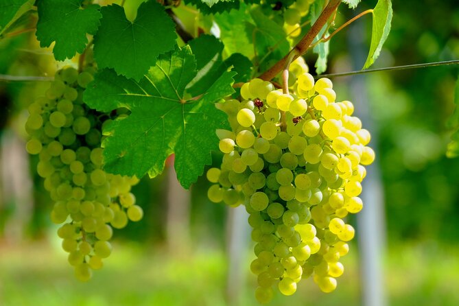 Etyek Private Half-Day Wine Tasting Tour from Budapest - Why Etyek Makes Sense for a Half-Day Trip