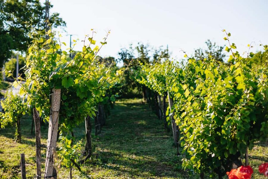 From Budapest: Etyek Wine Tasting Tour with 3-Course Meal - Practical tips for getting the most from the tour