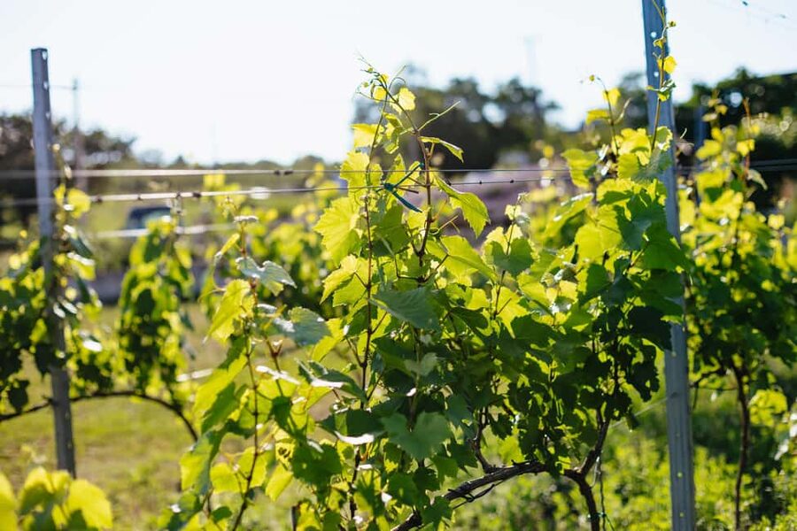 From Budapest: Etyek Wine Tasting Tour with 3-Course Meal - Who will enjoy this Etyek outing?