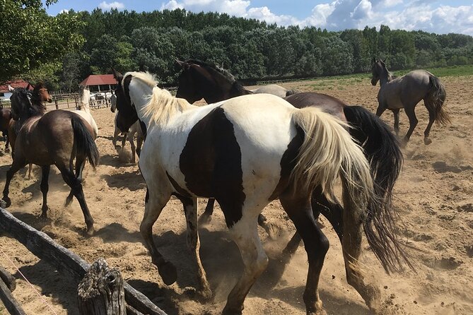 Horseshow on the Hungarian Puszta, private tour from Budapest with entry! - The horse show is the clear highlight