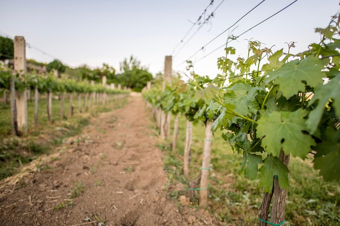 Lake Balaton Full Day Private Wine Tour - Lunch, included drinks, and the value of the package