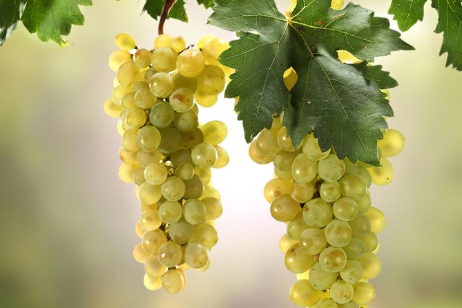 Private Lake Balaton Experience with an unforgettable Wine Tasting - Walking through Tihany without rushing