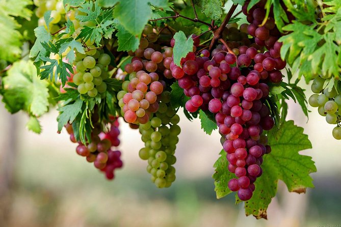 Private Lake Balaton Experience with an unforgettable Wine Tasting - Balatonfüred and the Tagore Promenade