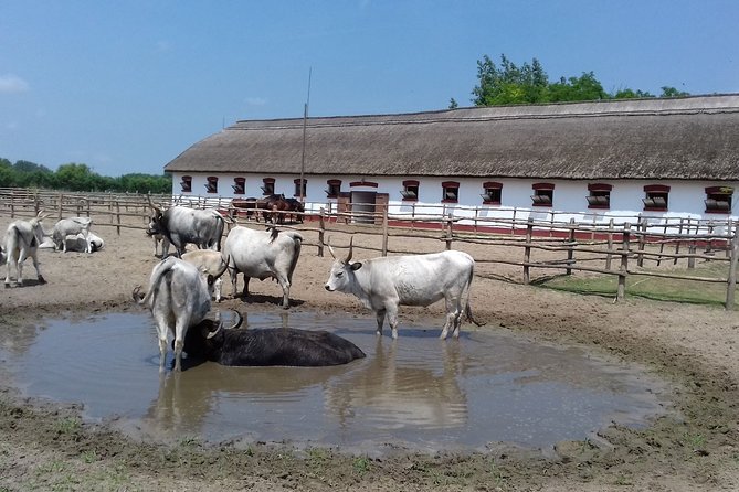 The "Puszta" Horse Show - Meeting point, timing, and what is not included
