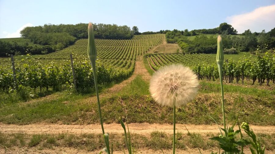 Tokaj: Classic Wine Tasting - How long the experience really takes